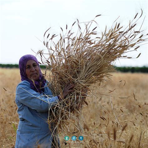M­e­z­o­p­o­t­a­m­y­a­­n­ı­n­ ­e­n­ ­e­s­k­i­ ­b­u­ğ­d­a­y­ ­t­o­h­u­m­u­n­d­a­n­ ­5­6­0­ ­t­o­n­ ­r­e­k­o­l­t­e­ ­b­e­k­l­e­n­i­y­o­r­